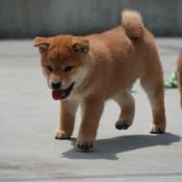 新しい飼い主さん募集中！オーナー募集中！3月30日生　オス