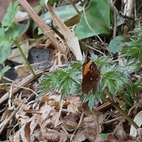 カタクリの里