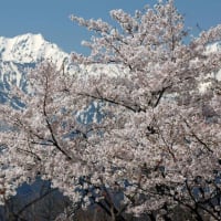 雪山と桜