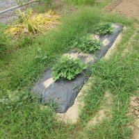 落花生周りの草取り