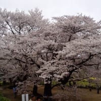 三大桜①山高神代桜&スエズ運河再開&厚労省23人会食&防衛庁機密,Lineで&U24爾戦リベンジ・・&蒙戦・・&腎移植８年&吉右衛門緊急搬送&福原愛,電通&進撃,今冬残り&Sサッカー最終回っ！