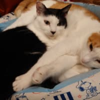 銘柄指定するべきか