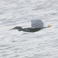 06/30探鳥記録写真：２０２５年５月に出会った鳥たち②