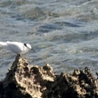 07/05旅日記-2：宮古島への旅2日目－④（東平安名崎で出会った鳥たち：ベニアジサシ、エリグロアジサシ、ほか）