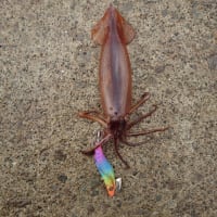 ツツイカ狙い最終便…
