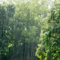 待ってた秋微雨（あきこさめ）