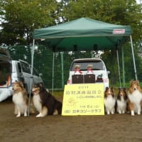 2011年度　JCC 　特別家庭犬訓練競技会