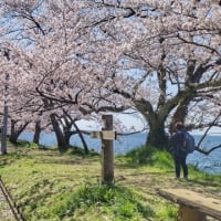 琵琶湖北岸桜ウォーク