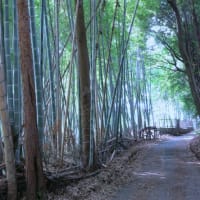 引地川親水公園ポタリング