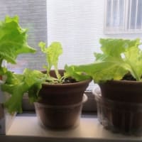 サニーレタスの鉢植えをやり直し