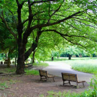 お写んぽ＊６月・いつもの公園　P3-３
