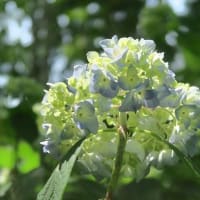 アジサイ　豊平公園