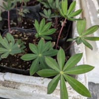 おしゃべりGardenおばちゃま & オープンガーデン　12月　お休み　＆　年の終わり。