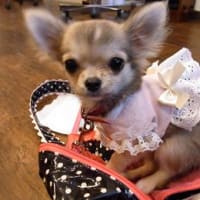 ココアちゃん☆