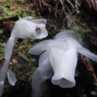 集中開花