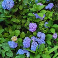 夕闇のお花達