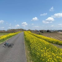 守谷　桜ツーリング