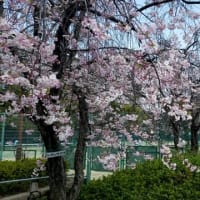 いきいき新太極拳宝塚教室２５年４月６日