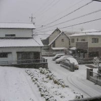 今冬初の積雪