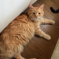 エリオ君のお目めが完治して