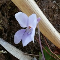この時期里山を巡ると