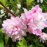 季節の花「庭桜 （にわざくら）」