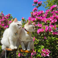 ツツジ撮影行ったわ