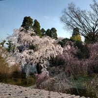 内山邸の桜