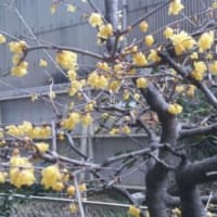 コウバイ