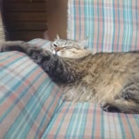春眠暁を覚えず・・・🍀🌱🌿