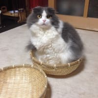 今日はパーティー