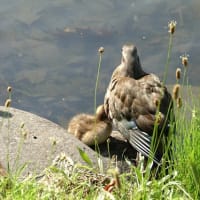 暑かった日の出来事　オシドリ親子と、