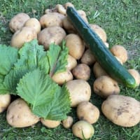 小さな家庭菜園で夏野菜三昧