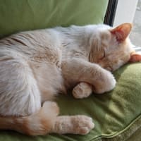うちの息子。モモとサクラ