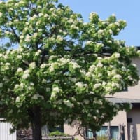 街路樹の “ナナカマド” 、満開に花咲かす．．．