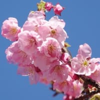 ヨウコウ　〈陽光桜〉　