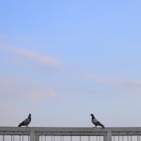 ハト