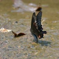 ２０２５　カラスアゲハ