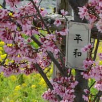 水無川の桜と菜の花