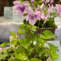 2025.4.5 神代植物公園　春の花