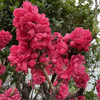 庭の花たち