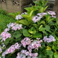私は3つの病気がある