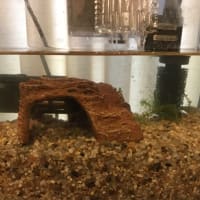 スッポンの日常