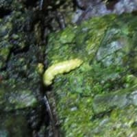 数年後に新種として記載された西表島のホタルの幼虫（メス）を目撃していた❕