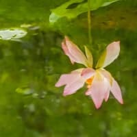 水面に映る夏の花