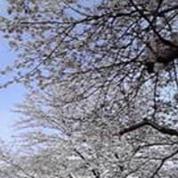 大津桜祭り