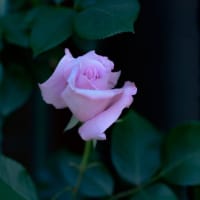 今朝の庭