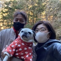 たくさんのマロたんです