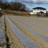 キャベツ さつき王 定植中