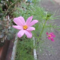 黄金鬼百合が咲いた